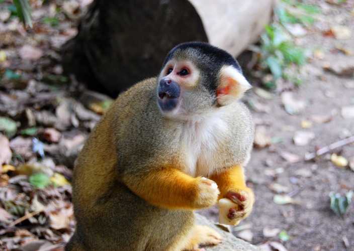 monkey xtc pill