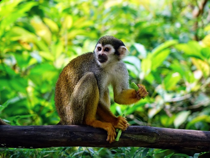 monkey xtc pill