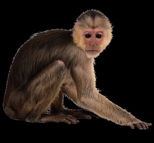 monkey xtc pill