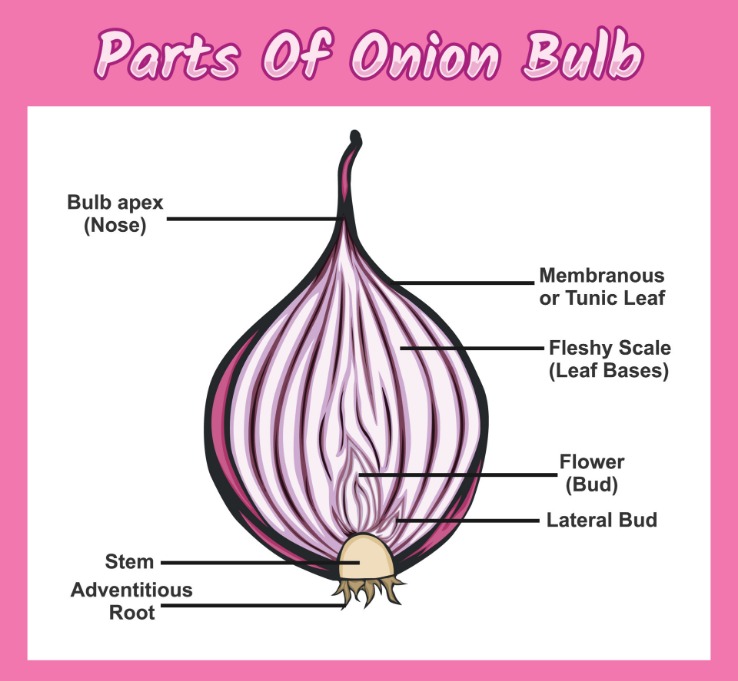 .onion links