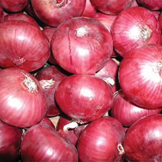 fresh onions link